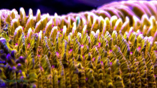 Coral Macro Shots - July 2025 - 61.jpg