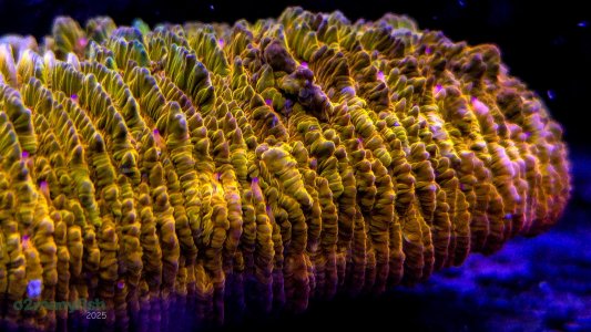 Coral Macro Shots - July 2025 - 62.jpg