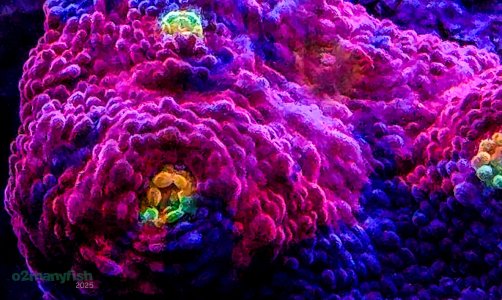 Coral Macro Shots - July 2025 - 63.jpg