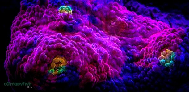 Coral Macro Shots - July 2025 - 64.jpg