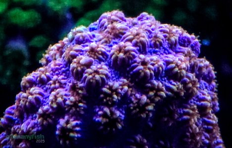 Coral Macro Shots - July 2025 - 66.jpg