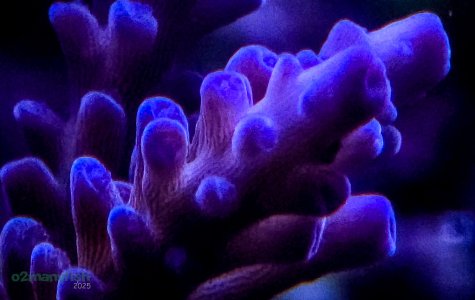Coral Macro Shots - July 2025 - 67.jpg