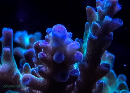 Coral Macro Shots - July 2025 - 68.jpg