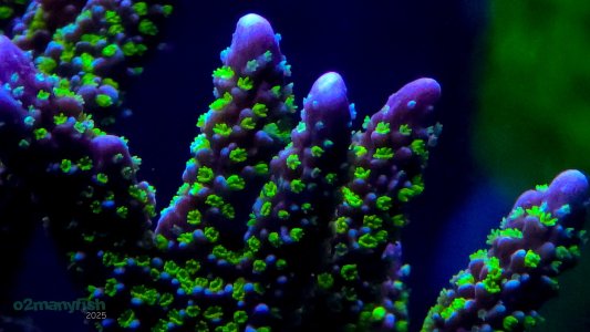 Coral Macro Shots - July 2025 - 70.jpg