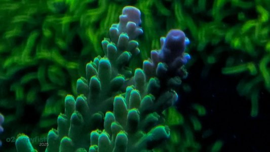 Coral Macro Shots - July 2025 - 72.jpg