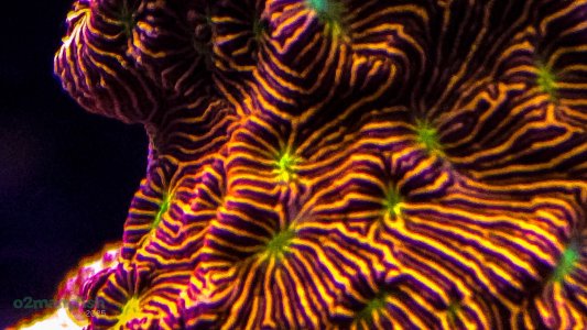 Coral Macro Shots - July 2025 - 81.jpg