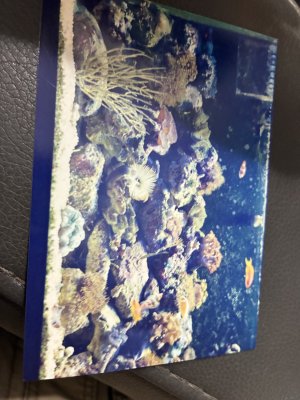 IMG_0381.jpeg