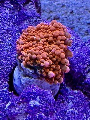IMG_6603.jpeg