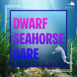 Sea Horse.png