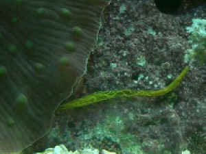 yellow_worm_id_2wwm.jpg