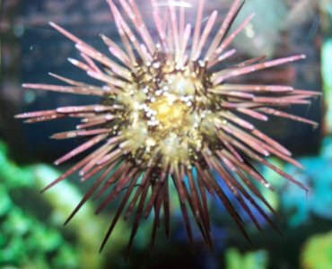 Urchin001.jpg