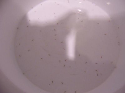 101_2844.jpg