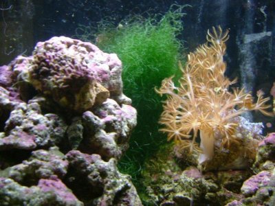 Xenia-GSP Tank  1.jpg