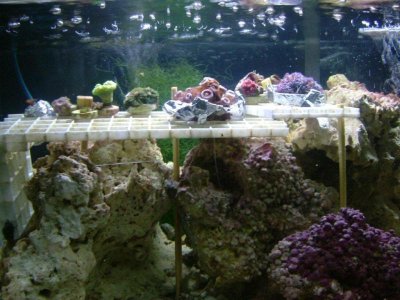 Zoa-Mushroom-Trumpet Tank 1.jpg