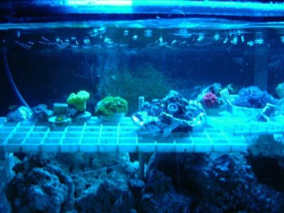 Zoa-Mushroom-Trumpet Tank 4.jpg
