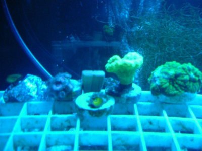Zoa-Mushroom-Trumpet Tank 5.jpg