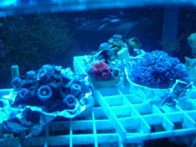 Zoa-Mushroom-Trumpet Tank 6.jpg
