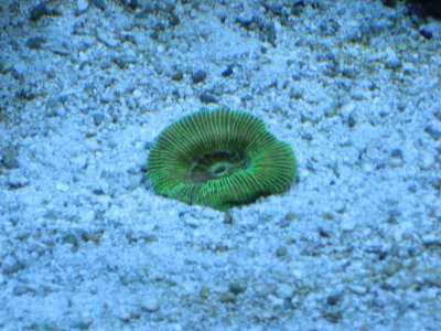 Green Trachy 067.jpg
