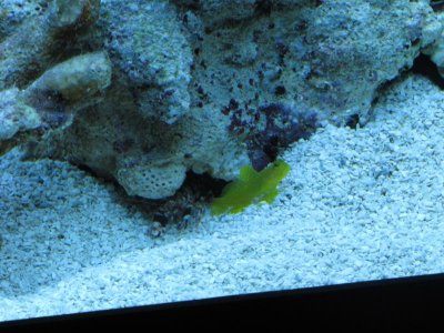 Sebastian and Flounder.jpg