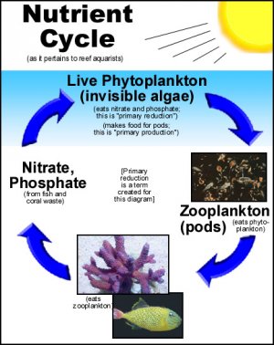 NutrientCycle.jpg