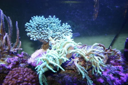 sinularia and neon acro.jpg