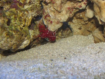 Fire Shrimps together.jpg