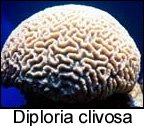 Diploria clivosa.jpg