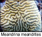 Meandrina meandrites.jpg