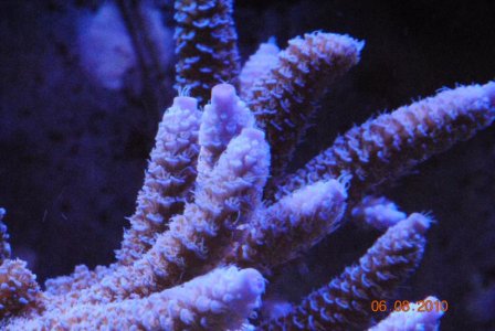 palmer blue milli.jpg