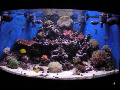 aquarium3 005.jpg