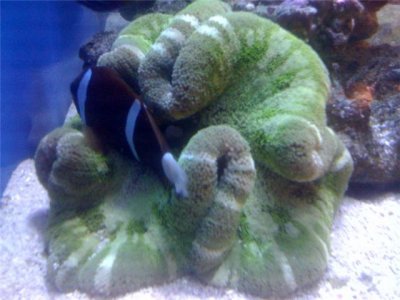 clownfish01.jpg