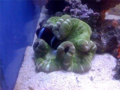 clownfish02.jpg