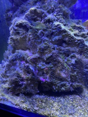 Algae Problem.jpg