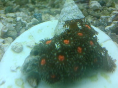 white and red zoa.jpg