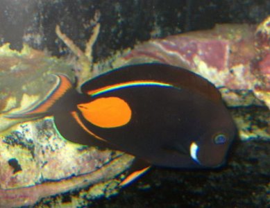 achilles (Small).jpg