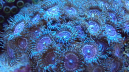 zoa2.jpg