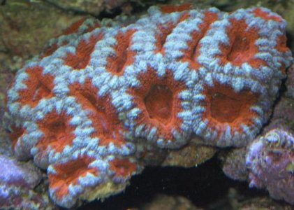 ACAN2.JPG