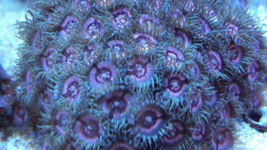 zoa3.jpg