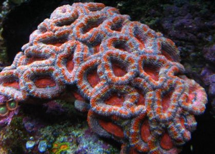 ACAN10.jpg
