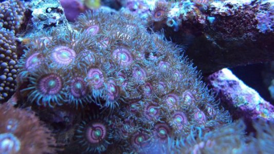 zoa4.jpg