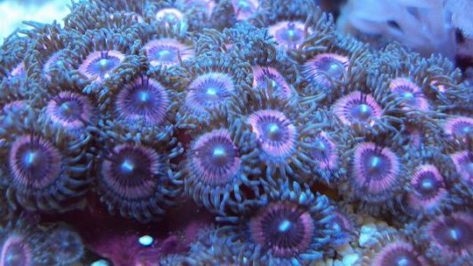 zoa5.jpg