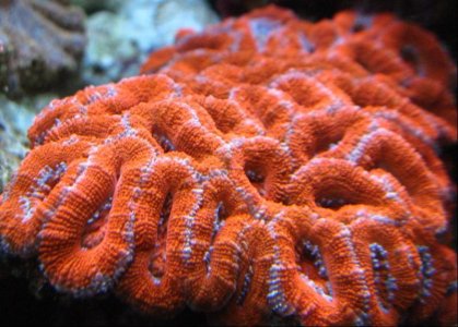 ACAN9.jpg