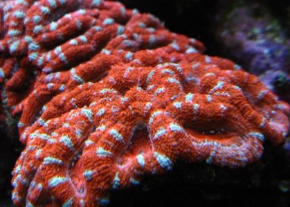 ACAN8.jpg