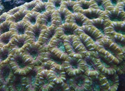 ACAN7.jpg