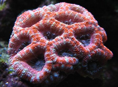 ACAN11.JPG