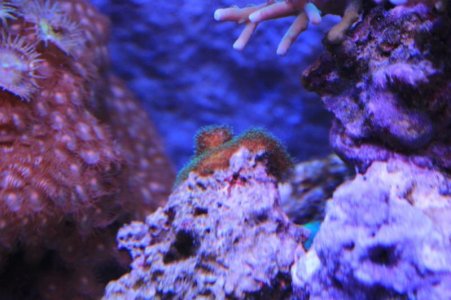 new baby coral 2.jpg