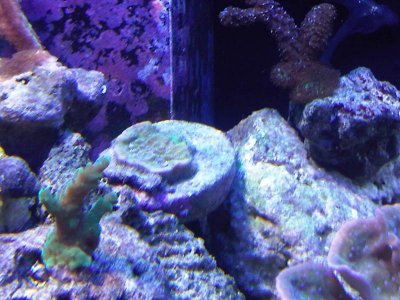 blur polyp monti frag.jpg