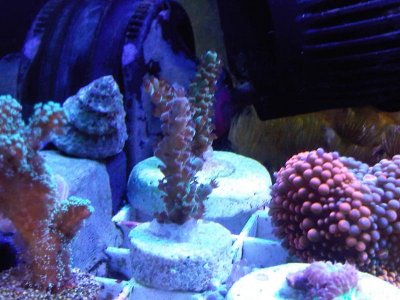 green acro frag.jpg
