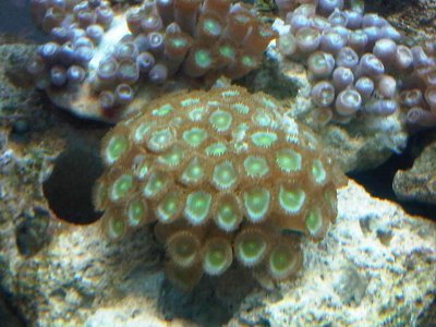 zoa1.jpg