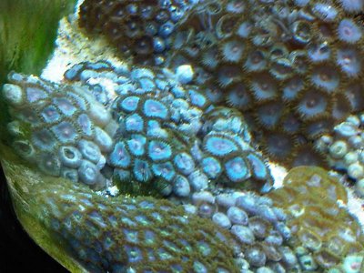 zoa2.jpg